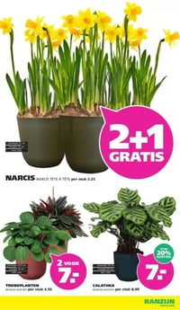 CALATHEA diverse soorten aanbieding bij Ranzijn – geldig van 25.01.2026 t/m 07.02.2026