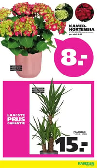 KAMER-HORTENSIA HYDRANGEA aanbieding bij Ranzijn – geldig van 25.01.2026 t/m 07.02.2026