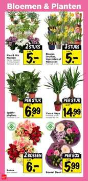 Yucca Maya aanbieding bij Vomar – geldig van 04.01.2026 t/m 10.01.2026