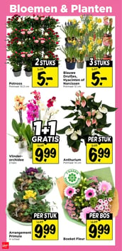 Anthurium aanbieding bij Vomar – geldig van 18.01.2026 t/m 24.01.2026