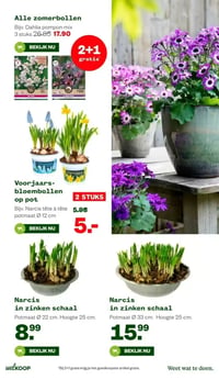 Voorjaars-bloembollen op pot aanbieding bij Welkoop – geldig van 02.02.2026 t/m 15.02.2026