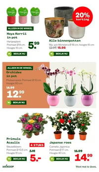 Japanse roos aanbieding bij Welkoop – geldig van 02.02.2026 t/m 15.02.2026