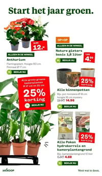 Anthurium Flamingoplant. Hoogte 60 cm. Potmaat Ø 17 cm. aanbieding bij Welkoop – geldig van 12.01.2026 t/m 18.01.2026
