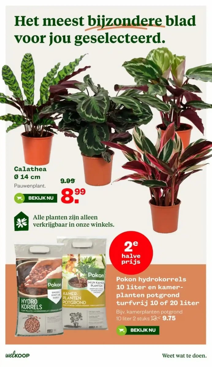 Welkoop folder – pagina 8
