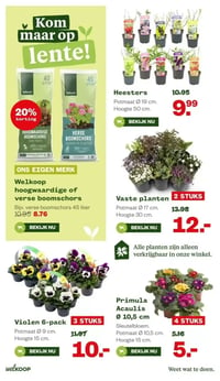 Primula Acaulis Ø 10.5 cm aanbieding bij Welkoop – geldig van 16.02.2026 t/m 01.03.2026