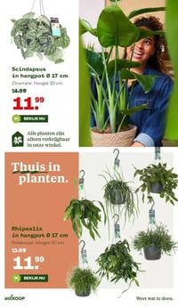 Scindapsus in hangpot Ø 17 cm aanbieding bij Welkoop – geldig van 16.02.2026 t/m 01.03.2026