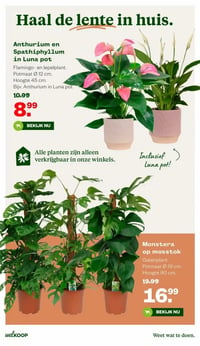 Monstera op mosstok aanbieding bij Welkoop – geldig van 16.03.2026 t/m 29.03.2026