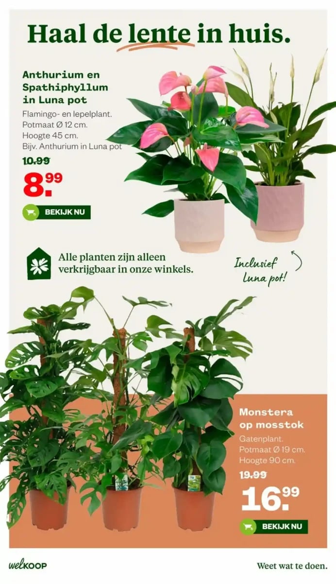 Welkoop folder – pagina 13