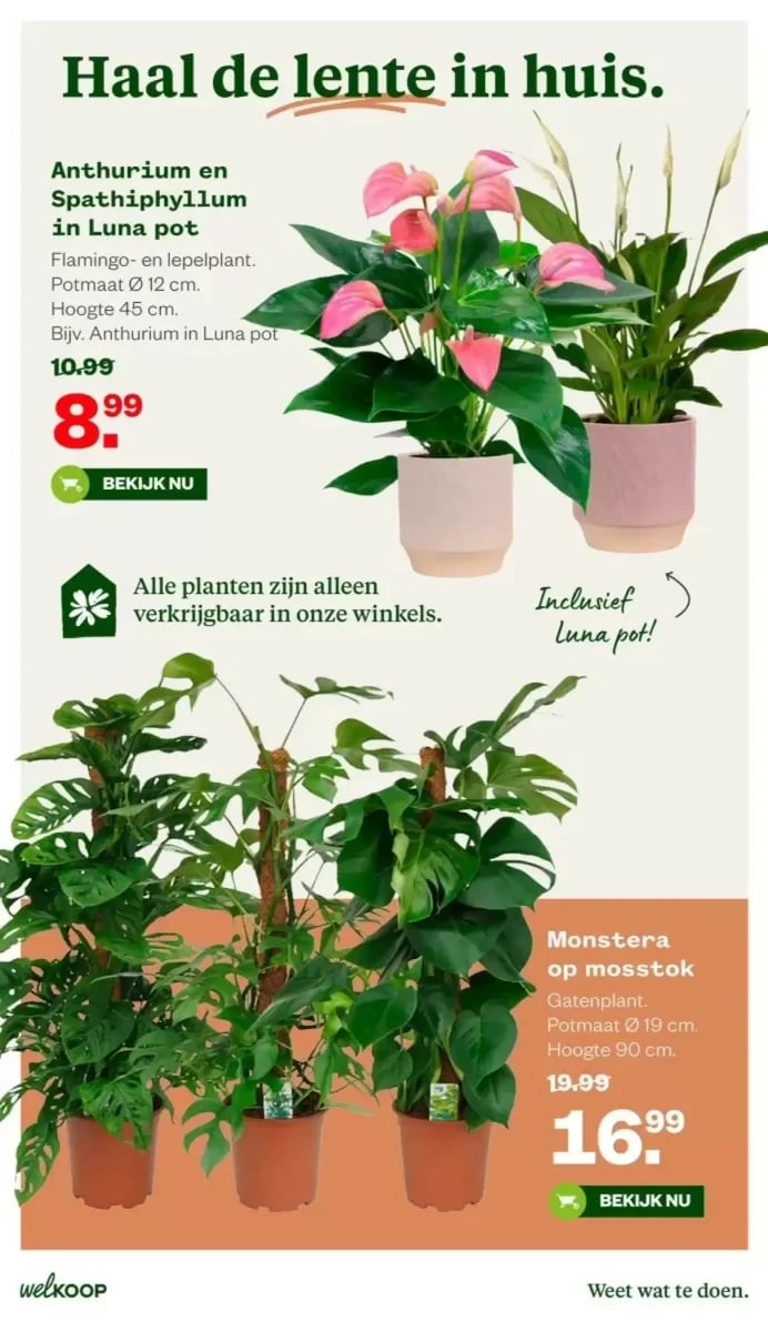 Welkoop folder – pagina 13