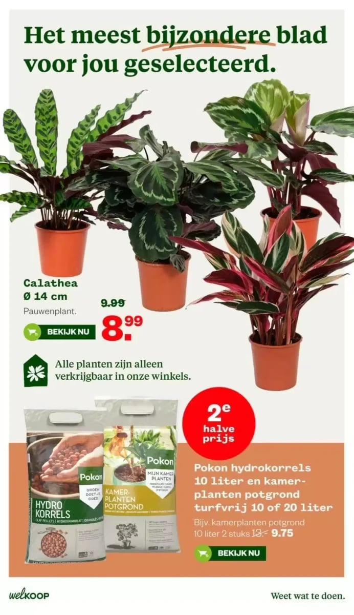 Welkoop folder – pagina 22