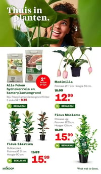 Ficus Elastica aanbieding bij Welkoop – geldig van 26.01.2026 t/m 01.02.2026