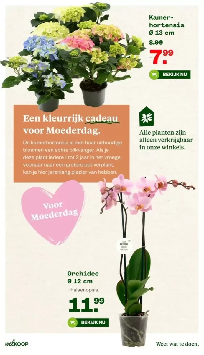 Welkoop folder – pagina 6