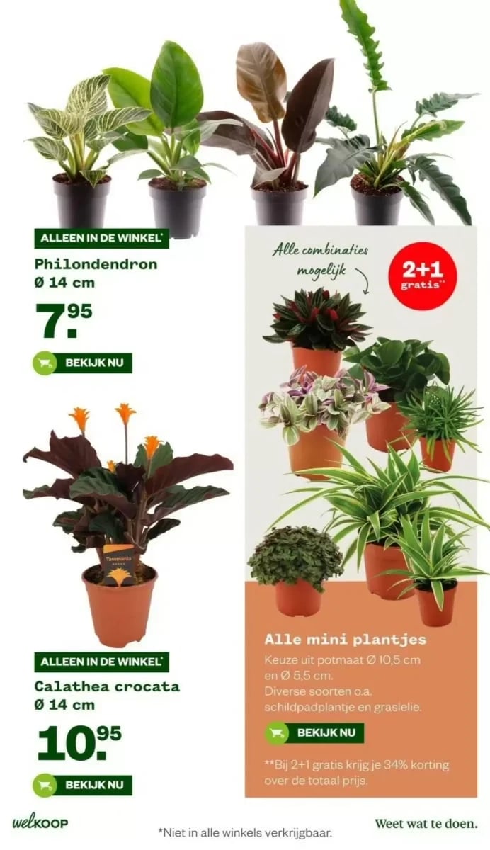 Welkoop folder – pagina 13